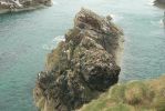 PICTURES/Drive to Inverness/t_Birds1.JPG